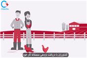 مدیریت تأمین مرغ در کانادا