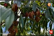بازدید کارشناس از باغ بادام