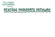 بیوشیمی اسموزیس بخش پنجم (پنتوز فسفات)