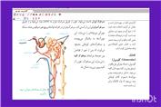آموزش مراحل تشکیل ادرار