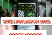 کرم زدن خاک گلدان گلدون سفید هزارپا آفت پشه سیاه خرخاکی پشه مگس سوسک مورچه در خانه برگ انجیری دیفن باخیا زاموفیلیا باباآدم