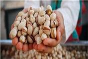 نماینده مجلس: 130 هزار تن پسته، آماده صادرات داریم؛ آمریکا رقیب ما است