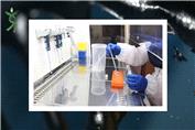 استخراج DNA در آزمایشگاه دکتر زینلی