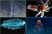 سفری به اعماق اقیانوس - چه حیوانات وحشتناکی در انتظار ما هستند !