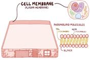 فیزیولوژی سلولی اسموزیس بخش اول (ساختار و عملکرد سلولی)