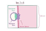 جنین شناسی اسموزیس بخش سوم(تکامل و رشد جنین طی هفته دوم)
