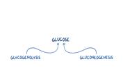 بیوشیمی اسموزیس بخش چهارم(گلیکوژنز)