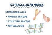 فیزیولوژی سلولی اسموزیس بخش چهارم(ماتریکس خارج سلولی)