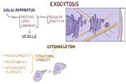 فیزیولوژی سلولی اسموزیس بخش ششم(اندوسیتوز و اگزوسیتوز)