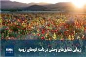 زیبایی شقایق‌های وحشی در دامنه کوه‌های ارومیه
