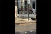 واکنش خنده‌دار یک سگ به ربات چهارپا